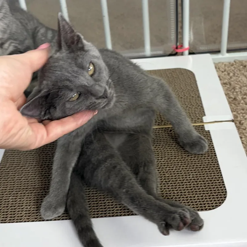 A baby small-sized female Gray / Blue / Silver Domestic Short Hair cat named Lotus for adoption in Jarrettsville, MD