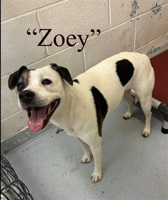 An adult medium-sized female Boston Terrier dog named Zoey for adoption in Colorado Springs, CO