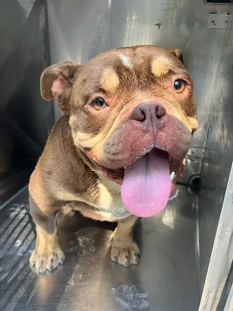 A young medium-sized male Mixed Breed dog named Tim Pan for adoption in Dallas, TX