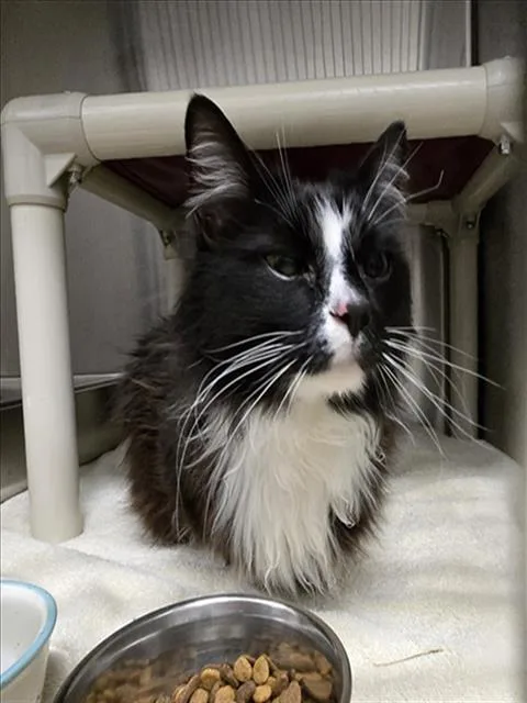 An adult medium-sized male Domestic Medium Hair cat named Gravel for adoption in Derwood, MD