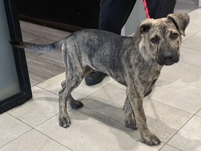 A baby small-sized male Mixed Breed dog named Jax for adoption in Garland, TX