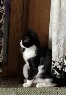 A baby medium-sized male Black & White / Tuxedo Domestic Short Hair cat named Rolf for adoption in Wheaton, IL
