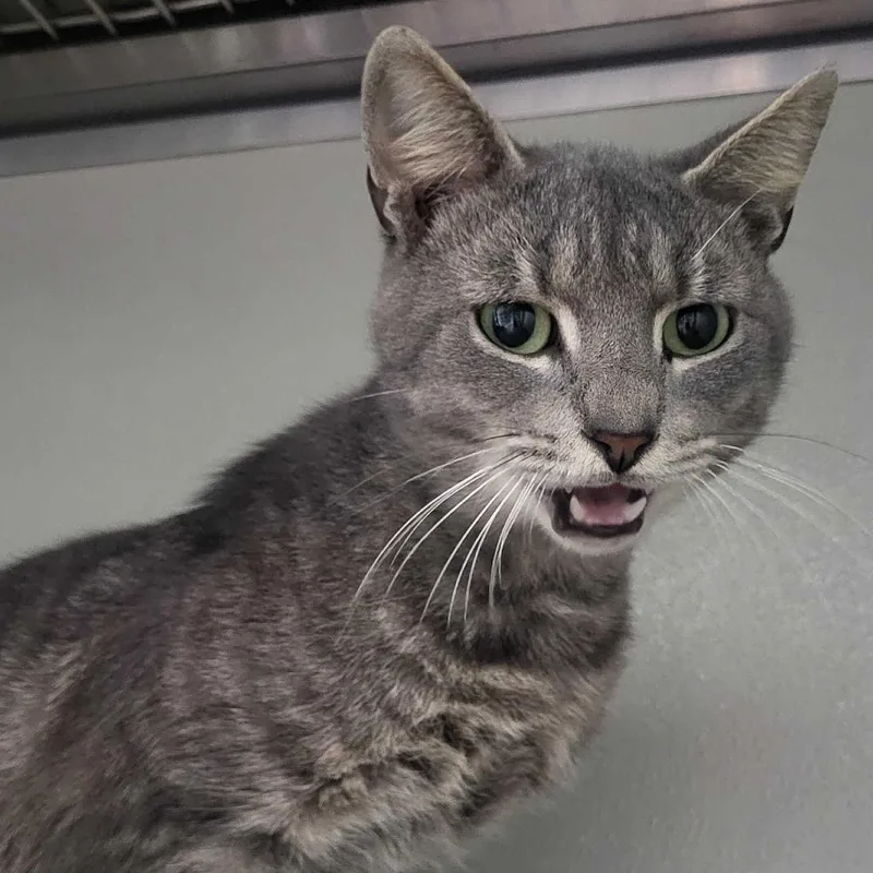 An adult medium-sized male Gray / Blue / Silver Domestic Short Hair cat named Kai for adoption in Saint Louis, MO