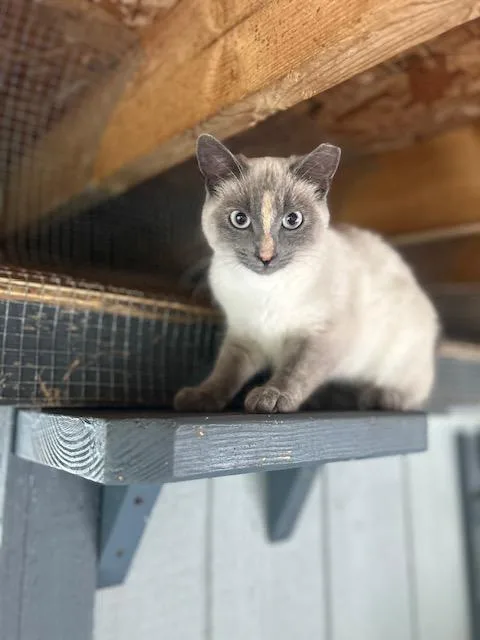 A baby small-sized female Seal Point Domestic Short Hair cat named Ellie for adoption in Ashland, OH