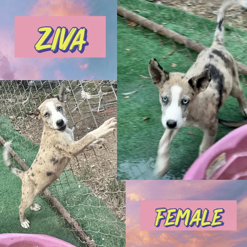 A baby medium-sized female Husky dog named Ziva for adoption in Manchester, CT