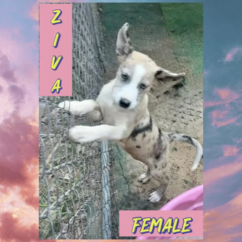 Ziva thumbnail 2