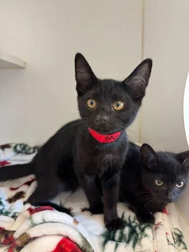 A baby small-sized female Black Domestic Short Hair cat named Mary for adoption in Oakland, CA