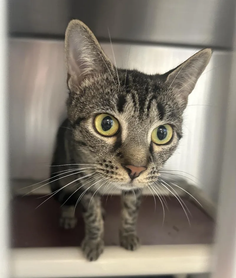 A young medium-sized female Tabby (Brown / Chocolate) Domestic Short Hair cat named Simba for adoption in Mendham, NJ