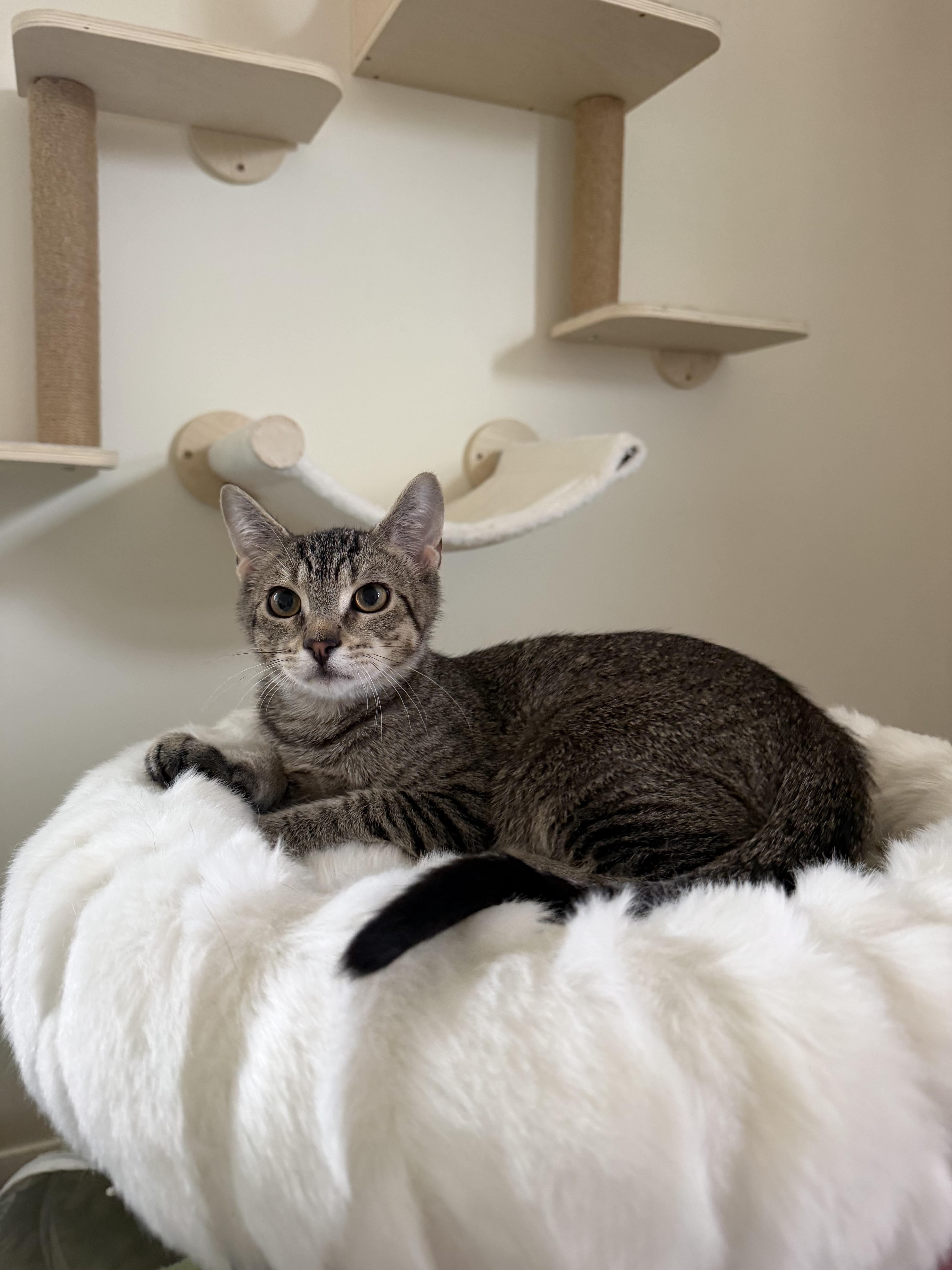 A young medium-sized male Gray / Blue / Silver Domestic Short Hair cat named Jalapeno for adoption in Chicago Ridge, IL