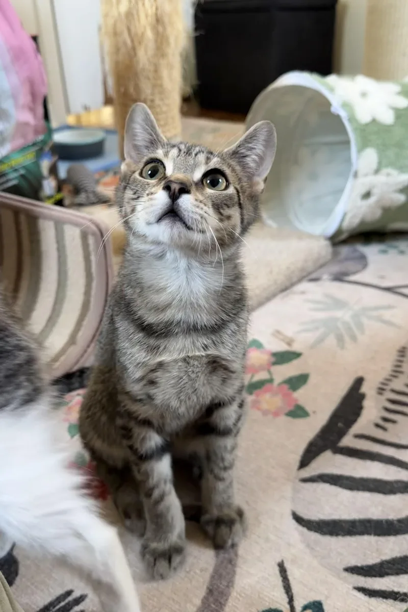 Jalapeno thumbnail 3