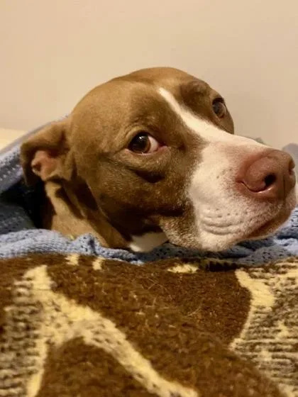 A senior medium-sized female Pit Bull Terrier dog named Luna for adoption in Atlanta, GA