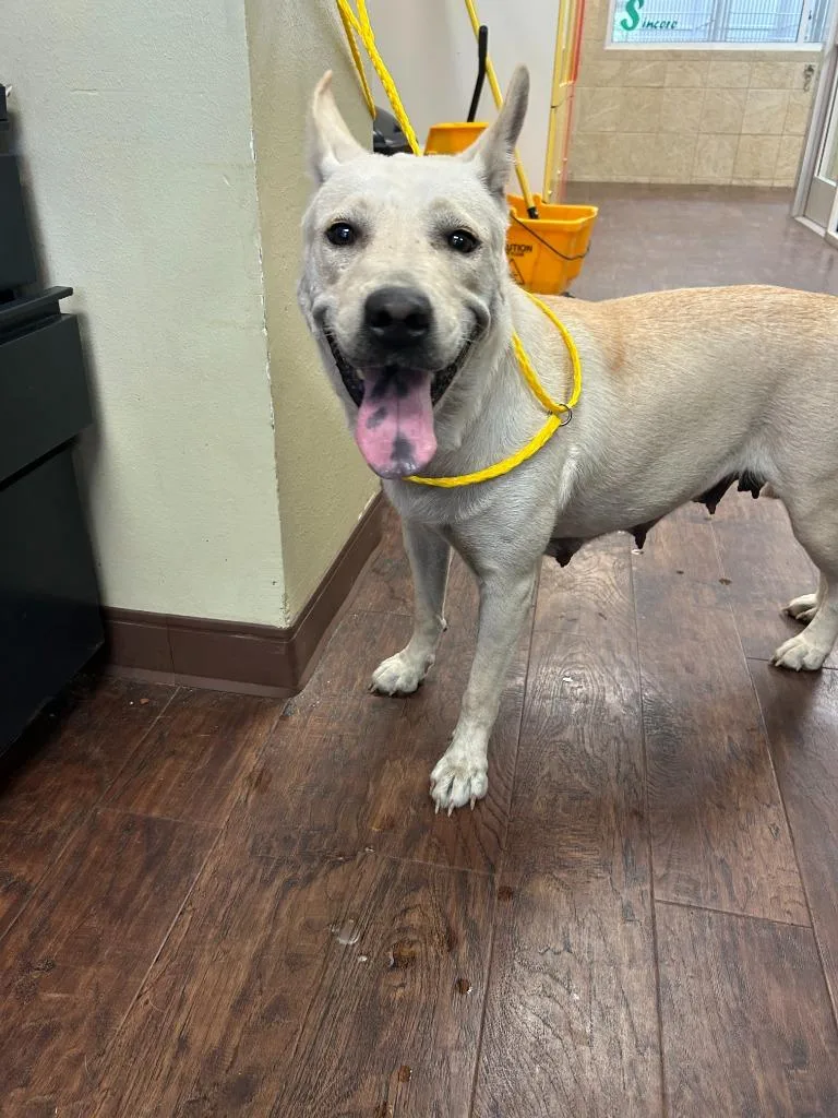 An adult medium-sized female Shepherd dog named Dog Kennel for adoption in Greenville, TX