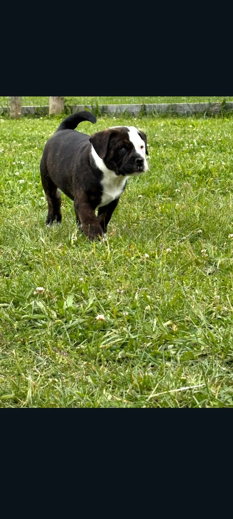 Brady