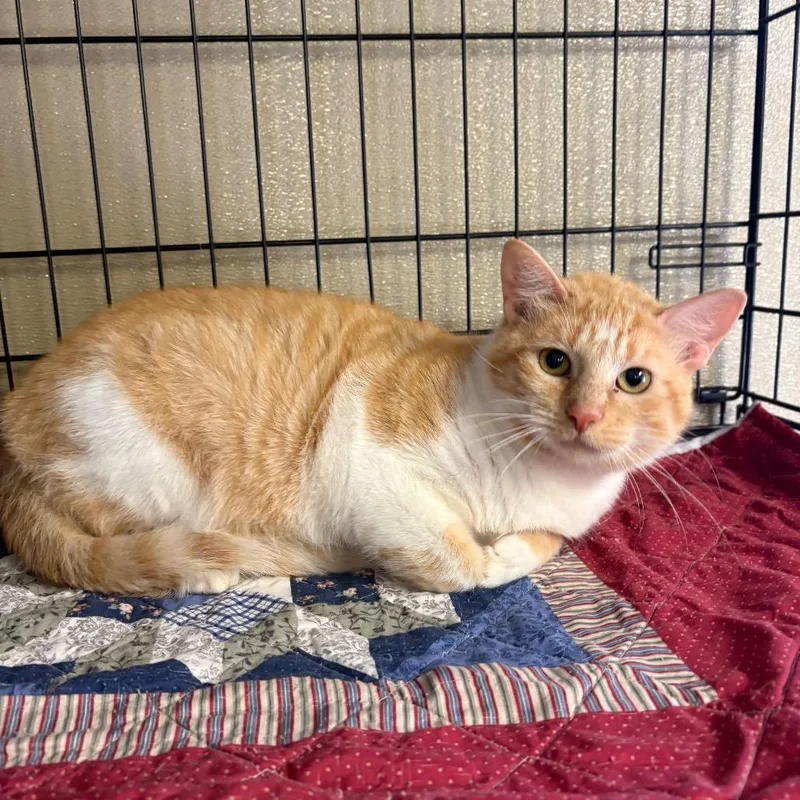 An adult large-sized female Orange / Red Domestic Short Hair cat named Autumn for adoption in Pennsville, NJ