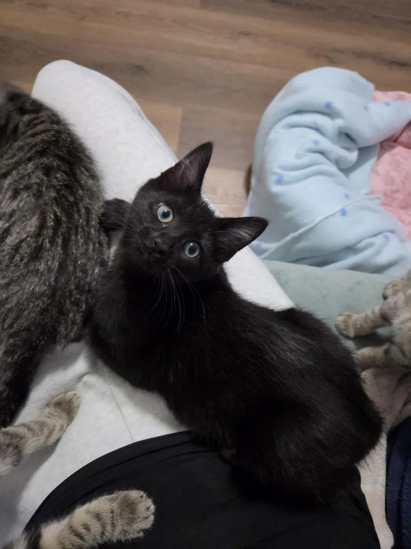 A baby small-sized female Black Domestic Short Hair cat named Mary for adoption in Fishers, IN