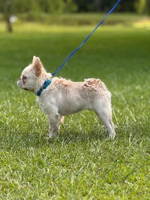 A young small-sized male French Bulldog dog named Hairy Styles for adoption in Princeton, MA