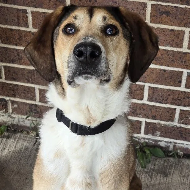 An adult medium-sized male Brown / Chocolate Hound dog named Phelix for adoption in Waterloo, IA