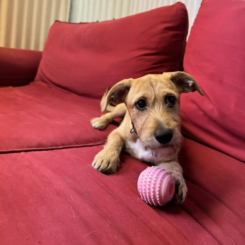 A young small-sized female Yellow / Tan / Blond / Fawn Terrier dog named Precious for adoption in Fort Collins, CO