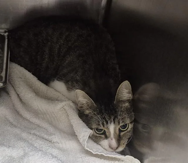 An adult medium-sized male Domestic Short Hair cat named Vic for adoption in Decatur, IL