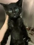 A baby medium-sized male Black Domestic Short Hair cat named Orion for adoption in Heathsville, VA
