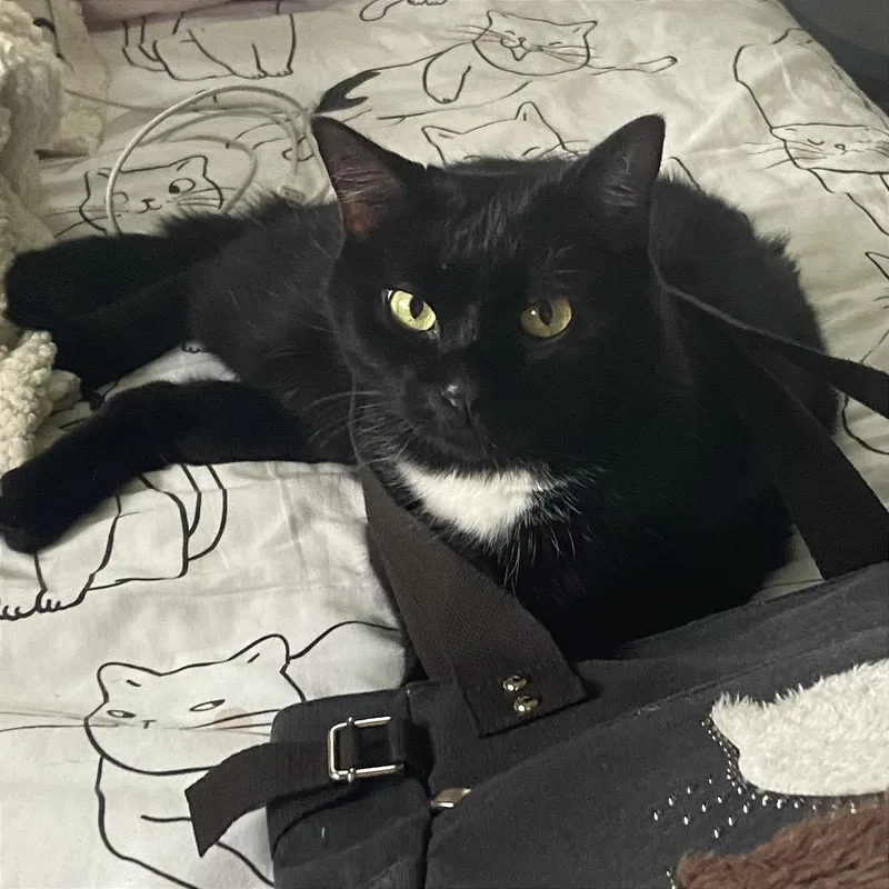 A senior large-sized male Black Domestic Short Hair cat named Beetle Juice for adoption in Fort Lauderdale, FL