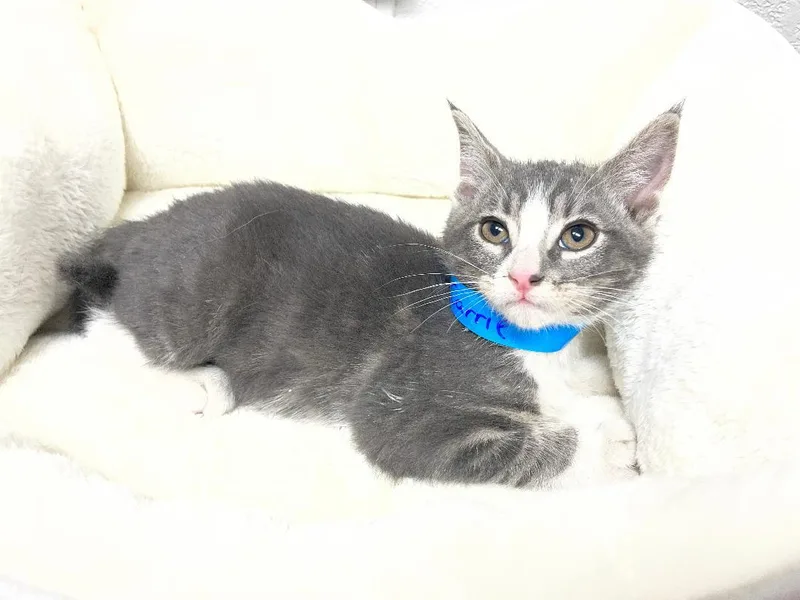 A baby medium-sized female Tabby (Gray / Blue / Silver) Tabby cat named Carrie for adoption in Pasco, WA