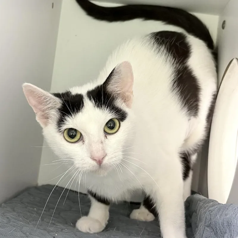 A young medium-sized female White Domestic Short Hair cat named Salmon for adoption in Tyler, TX