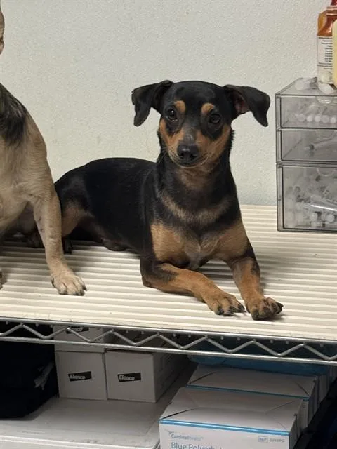 A young small-sized male Chihuahua dog named Pepsi for adoption in Bakersfield, CA
