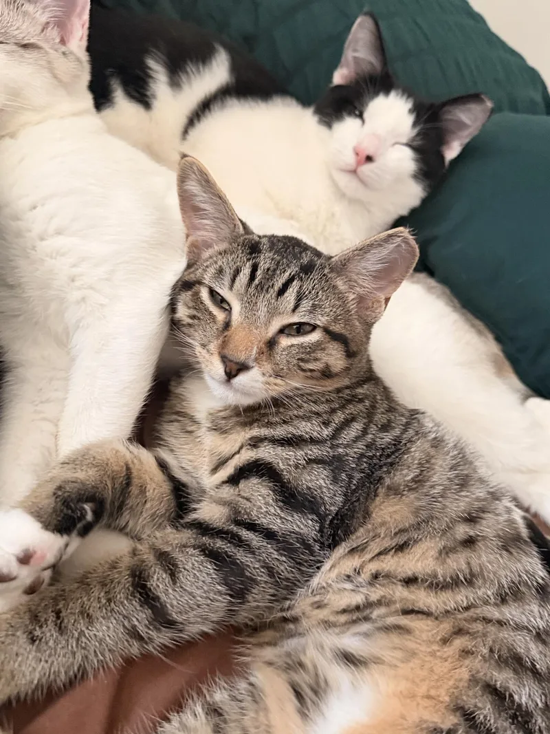 A young medium-sized male Tabby (Tiger Striped) American Shorthair cat named Jeffey and Thomas Bonded for adoption in Halethorpe, MD