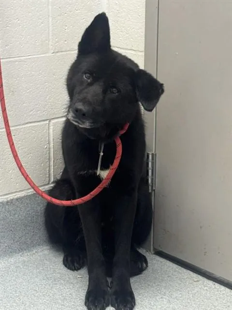 An adult large-sized male German Shepherd Dog dog named Bosco for adoption in Indianapolis, IN