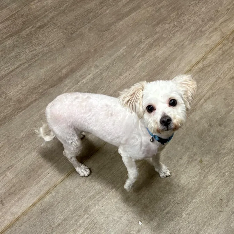 An adult small-sized female White / Cream Poodle dog named Name Unknown for adoption in Pasadena, CA