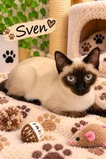 A young medium-sized male Siamese cat named Sven for adoption in Oakland Park, FL