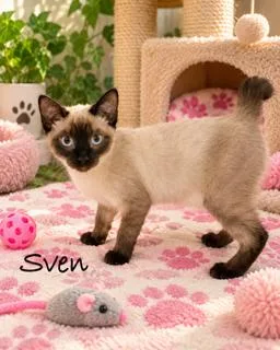 Sven thumbnail 3