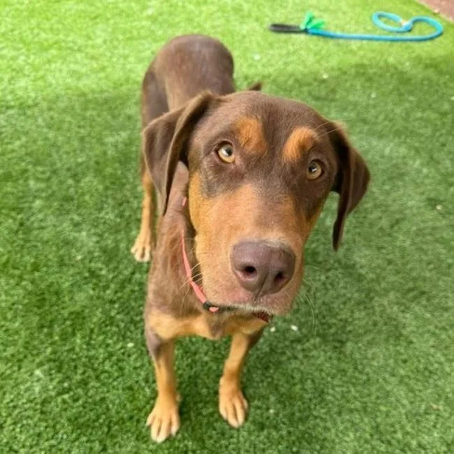 A young large-sized female Shepherd dog named Africa for adoption in San Diego, CA