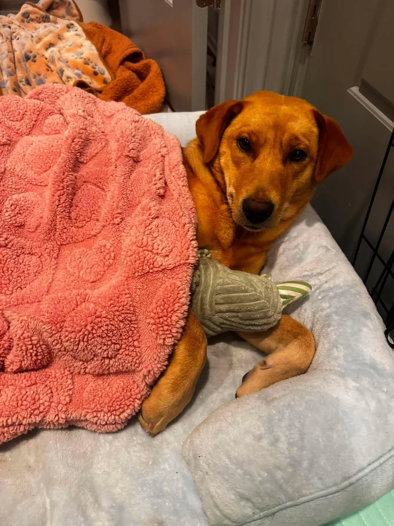 An adult medium-sized female Labrador Retriever dog named Butters for adoption in Mount Pleasant, SC