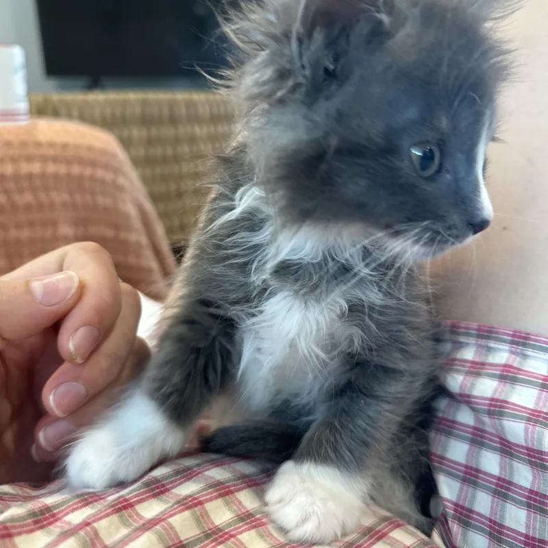A baby medium-sized male Gray & White Domestic Long Hair cat named Grandpa for adoption in Burlington, WA