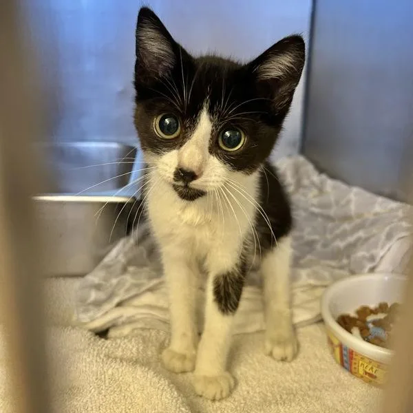 A baby small-sized male Domestic Short Hair cat named Erling for adoption in Oakland, CA
