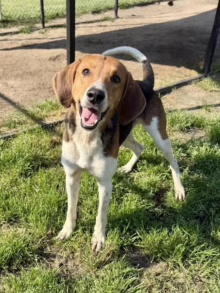 A young large-sized male Treeing Walker Coonhound dog named Louie for adoption in Greenlawn, NY