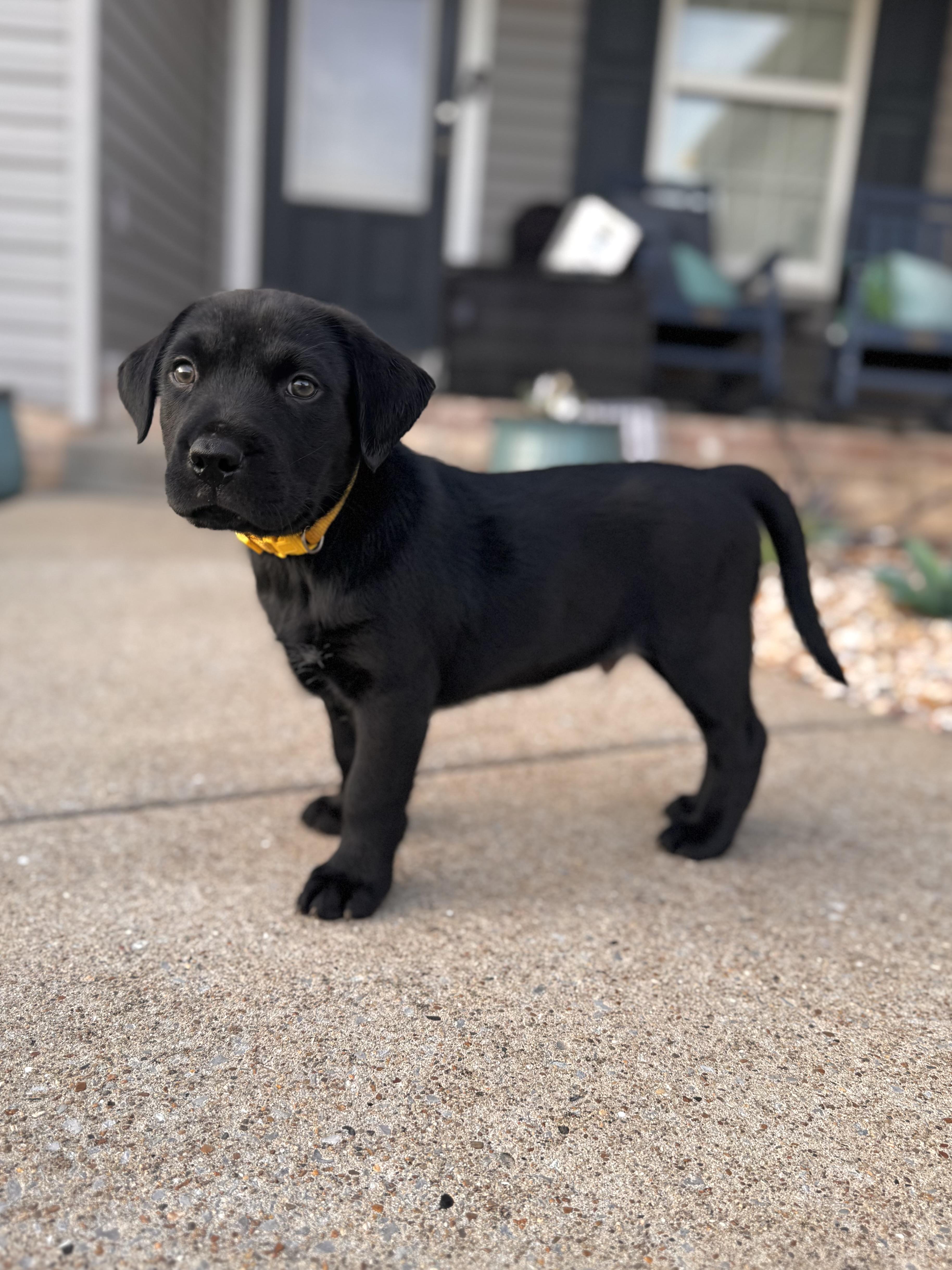 A baby medium-sized male Labrador Retriever dog named Jasper for adoption in Mount Juliet, TN