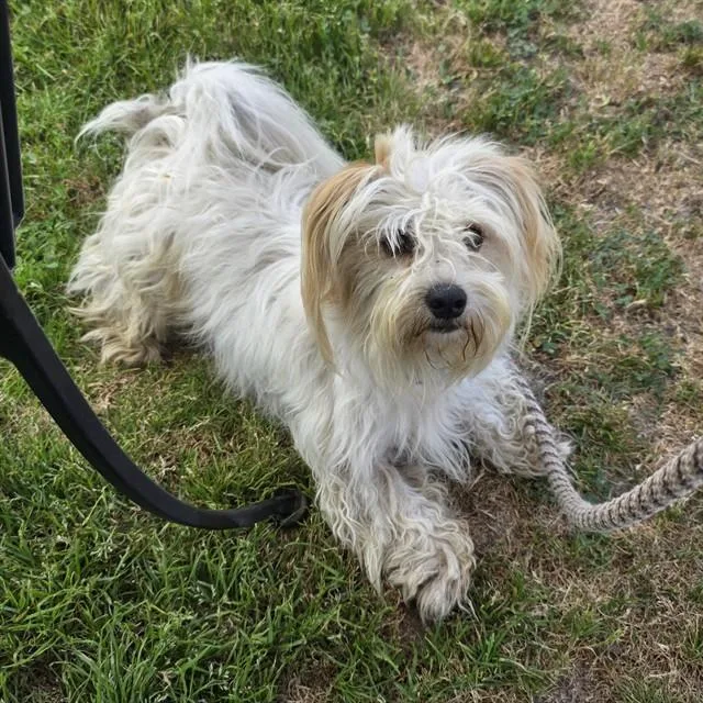 A young small-sized male Maltese dog named Alfredo for adoption in Long Beach, CA