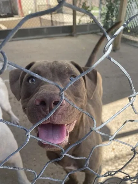 An adult medium-sized male Pit Bull Terrier dog named Jackson for adoption in Mobile, AL