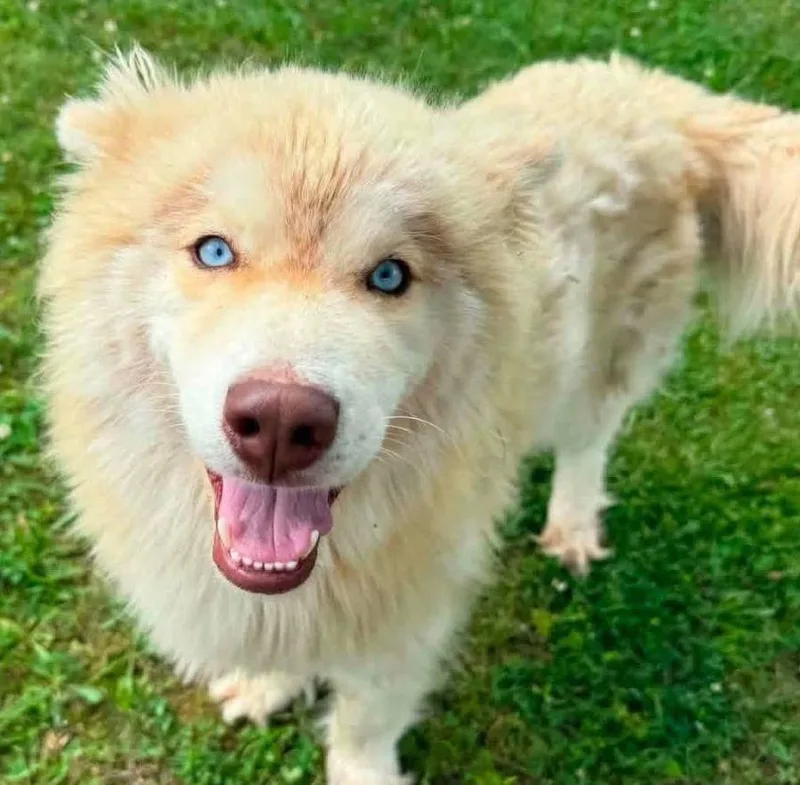 An adult medium-sized male Husky dog named Miles for adoption in Monticello, NY