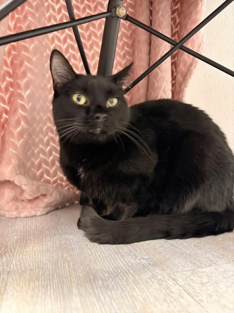 An adult small-sized male Black Domestic Short Hair cat named Nile for adoption in Muskegon, MI