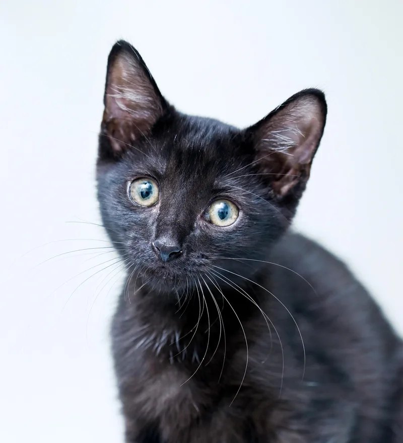 A baby medium-sized male Black Domestic Short Hair cat named Mr. Pip for adoption in Chattanooga, TN