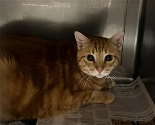 A senior large-sized male Domestic Short Hair cat named Alvin for adoption in Chatsworth, CA