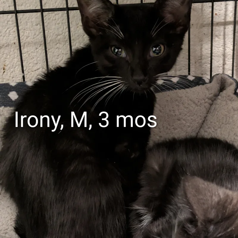 A young small-sized male Black & White / Tuxedo Domestic Short Hair cat named Irony for adoption in Bedford, VA