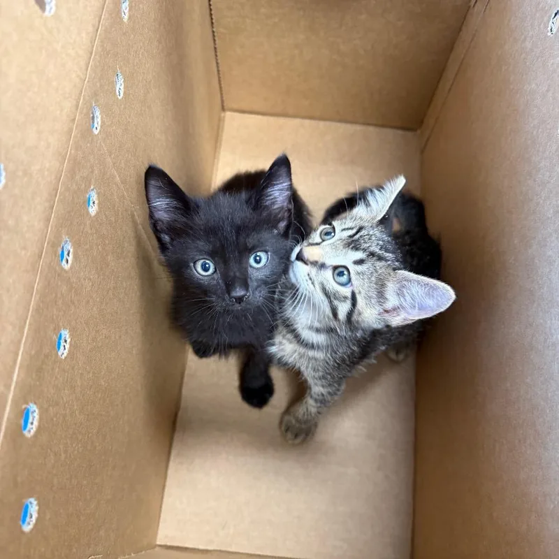 A baby small-sized male Black Domestic Short Hair cat named Jesse for adoption in Port Richey, FL