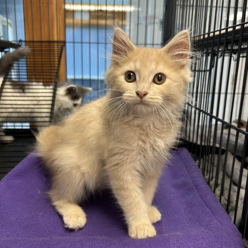 A young medium-sized male Domestic Medium Hair cat named Patty Pan Squash for adoption in St. Clair, MI
