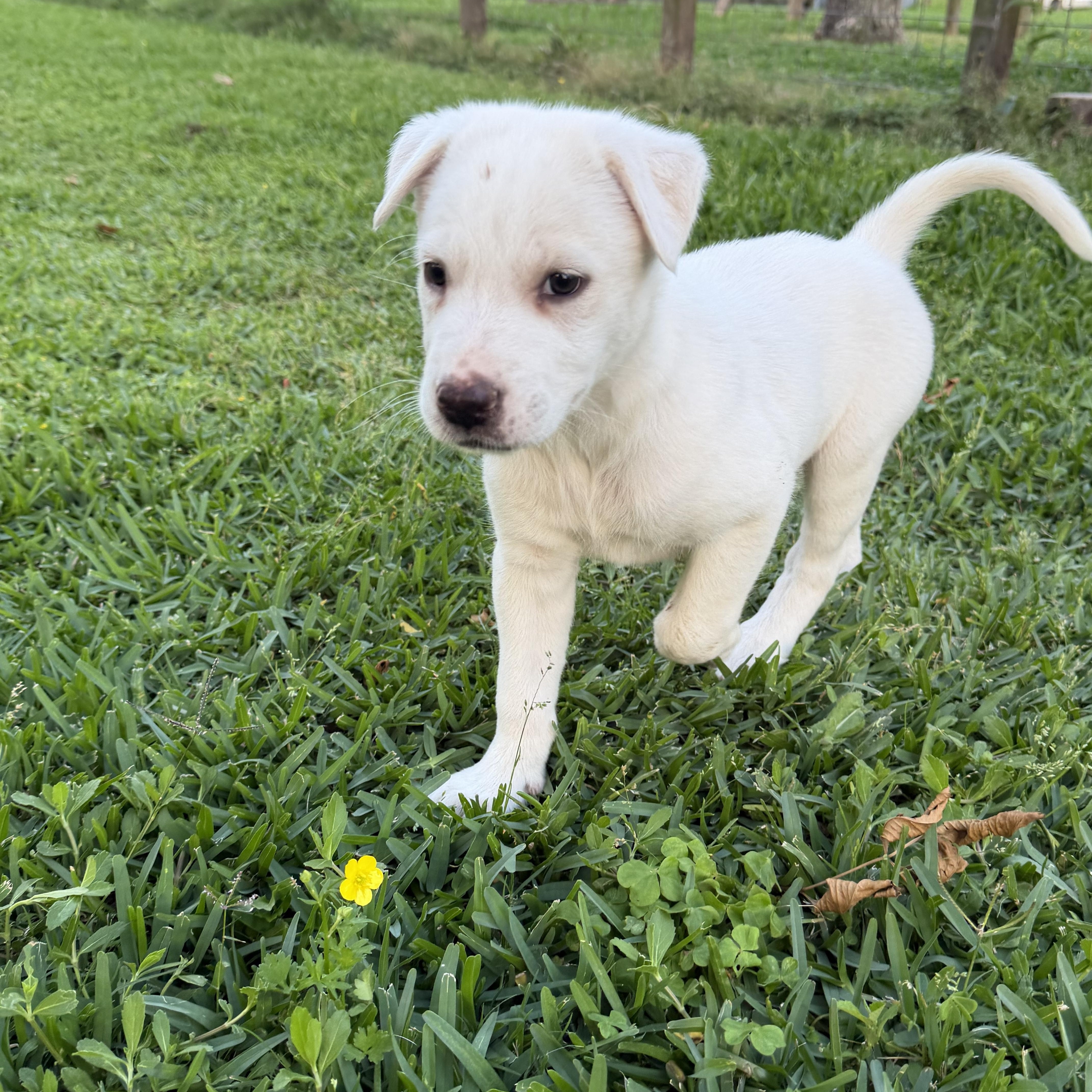 A baby medium-sized female White / Cream Labrador Retriever dog named Callaway for adoption in League City, TX
