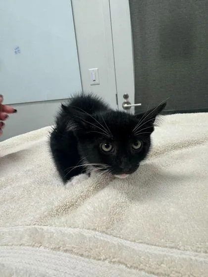 A baby small-sized female Black Domestic Short Hair cat named Taro Milk for adoption in Kansas City, MO